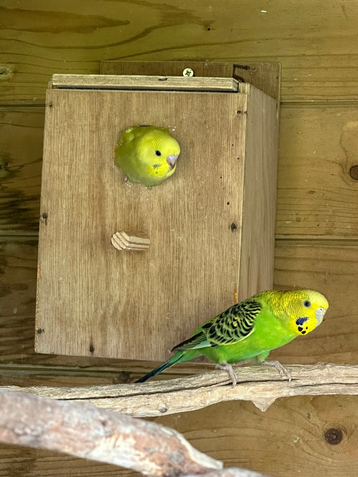 Hand tamme hele jonge grasparkieten, Meerdere dieren, Parkiet