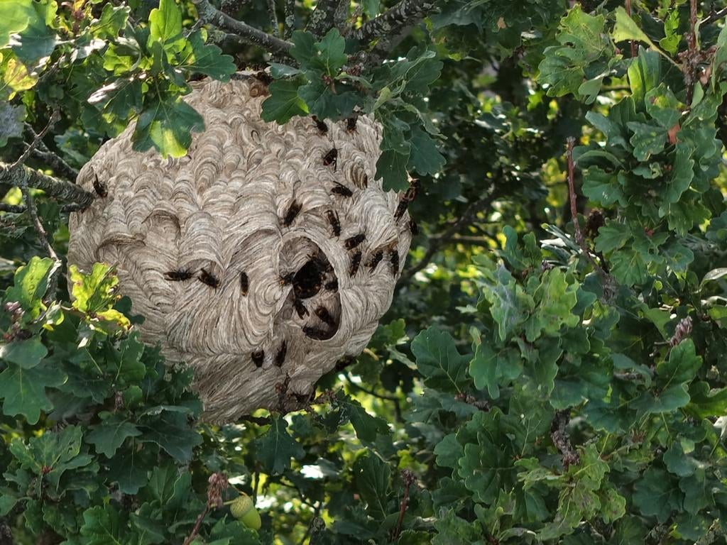 Aziatische hoornaar / wespen, Dieren en Toebehoren, Bijen