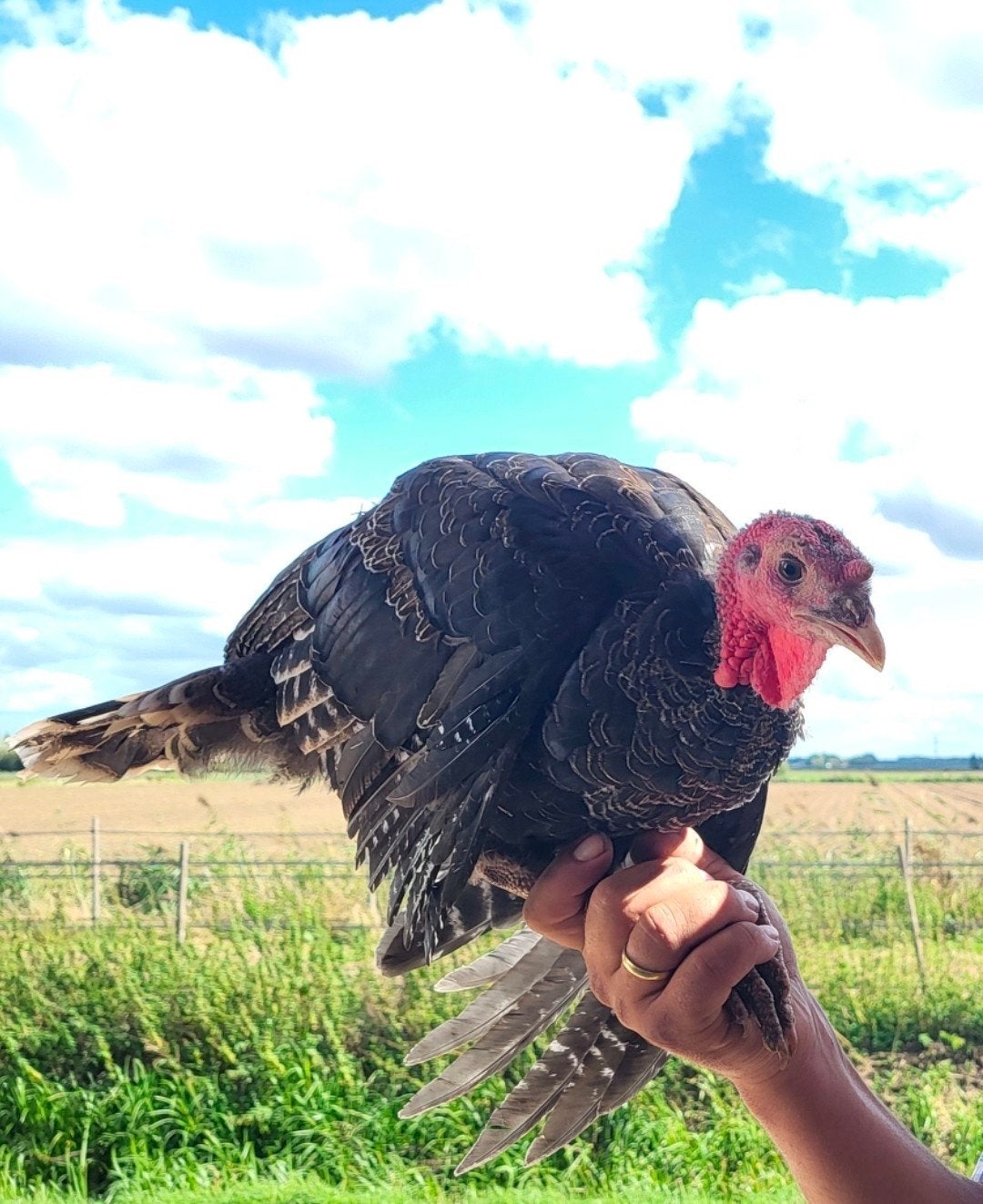 Kalkoenen, Meerdere dieren, Kalkoen
