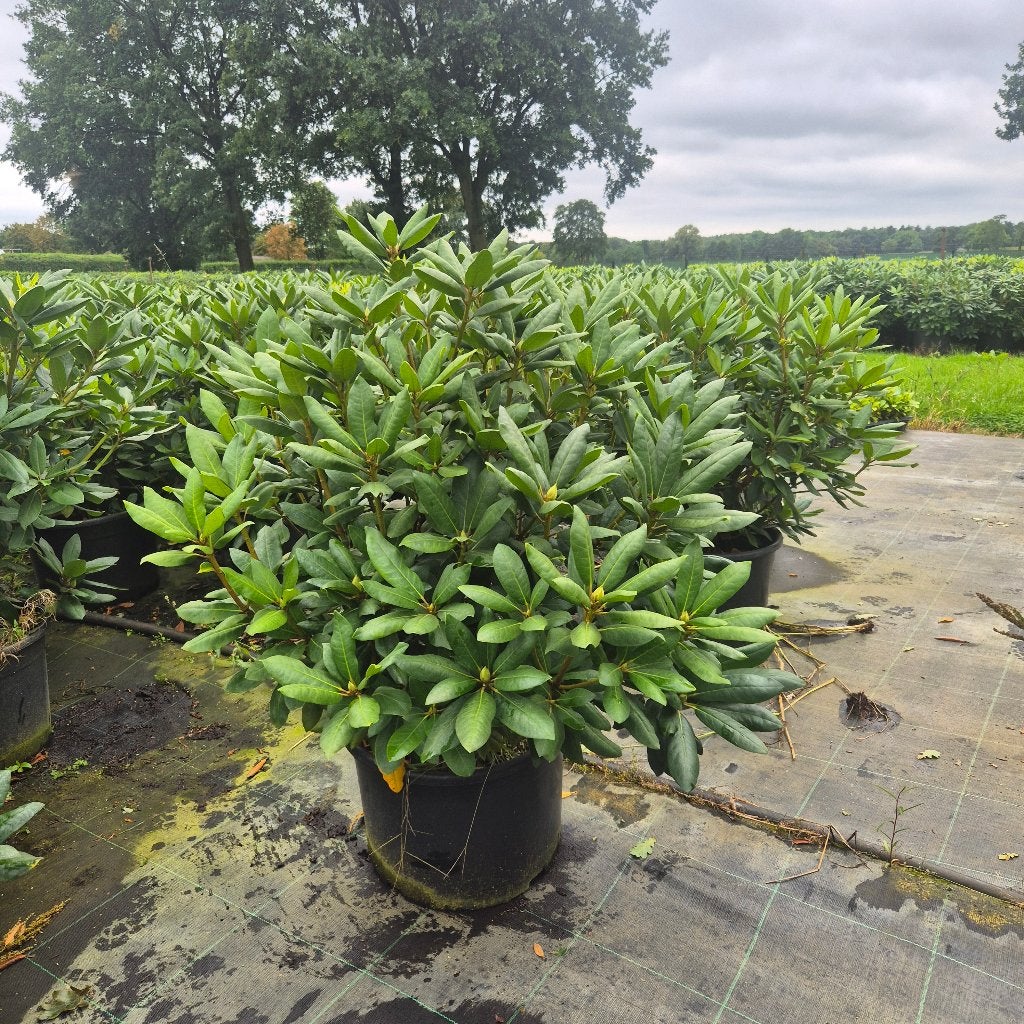 Rhododendron Roseum Elegans 80-100 cm | Grote Pot C32, Ophalen of Verzenden, Rhododendron, Struik, Minder dan 100 cm