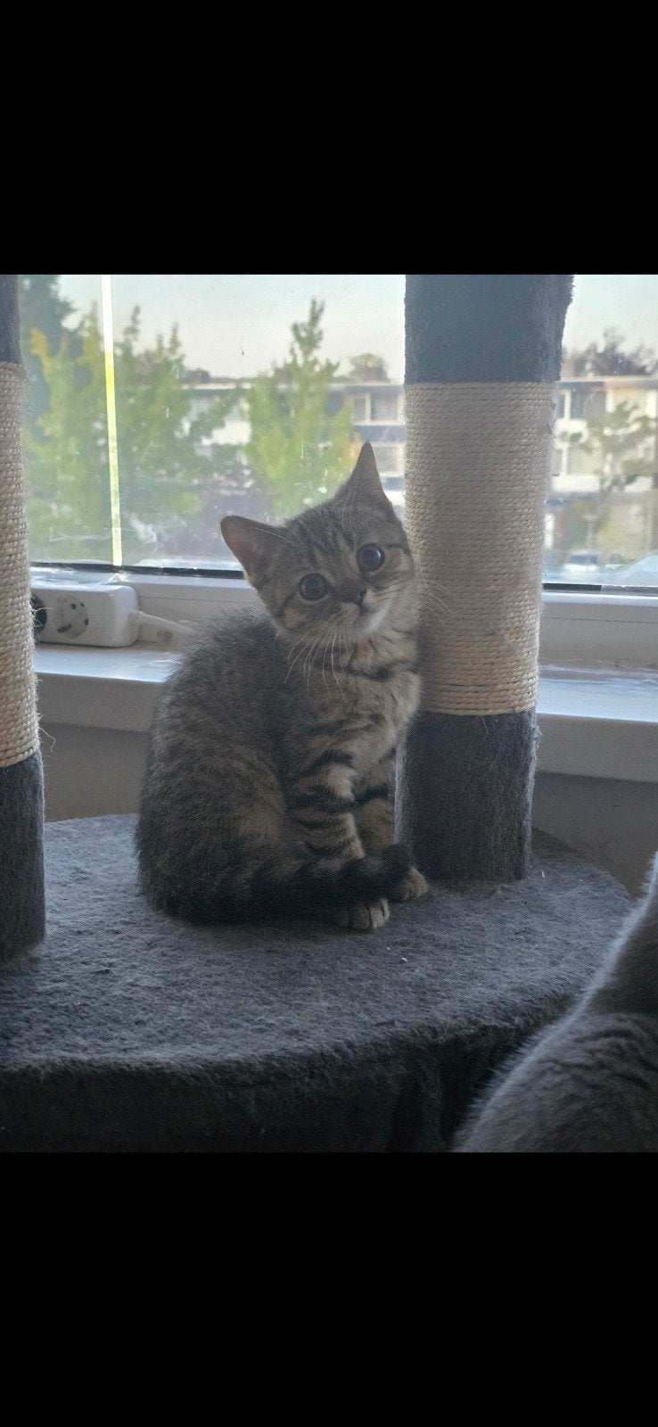 onze lieve Britse korthaar zoekt nog een forever home, Dieren en Toebehoren, Poes, Met stamboom, 0 tot 2 jaar
