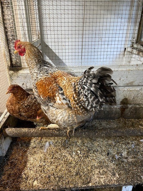Te koop Trio Bielefelder, Dieren en Toebehoren, Meerdere dieren, Kip