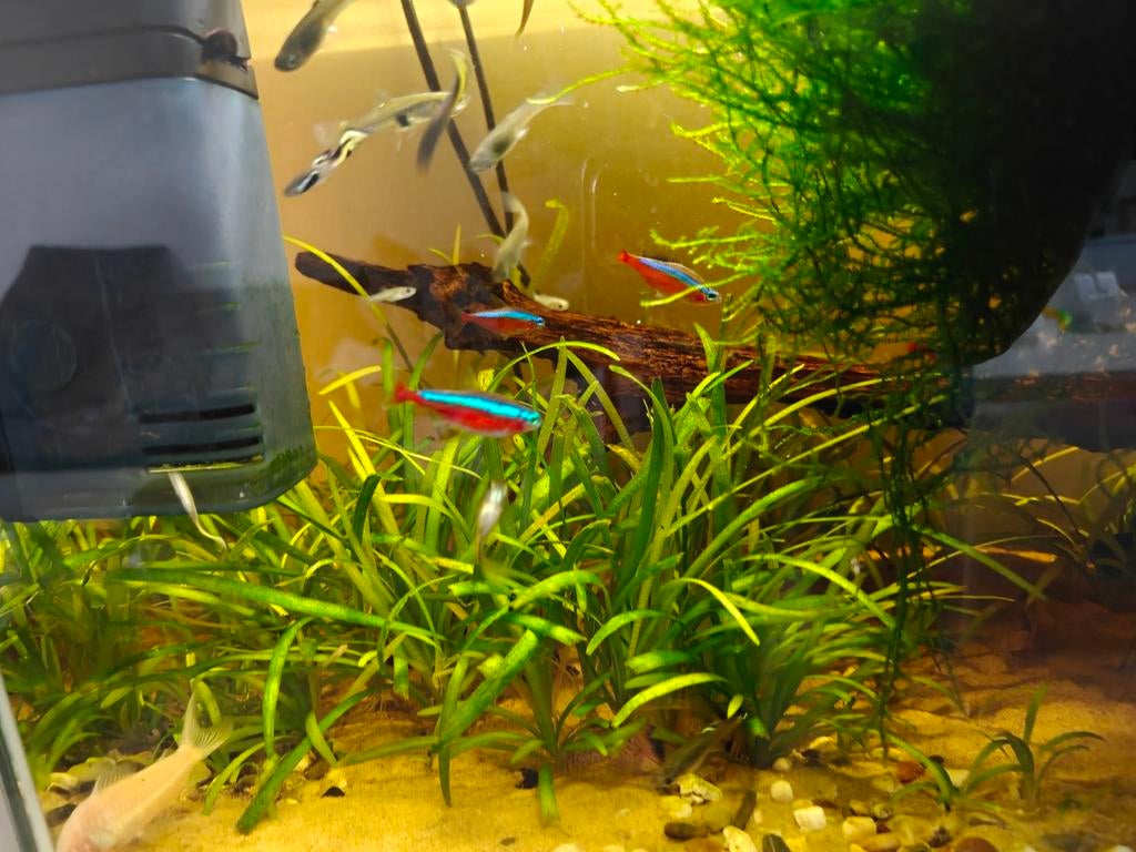 Complete aquariuminhoud te koop, Vis
