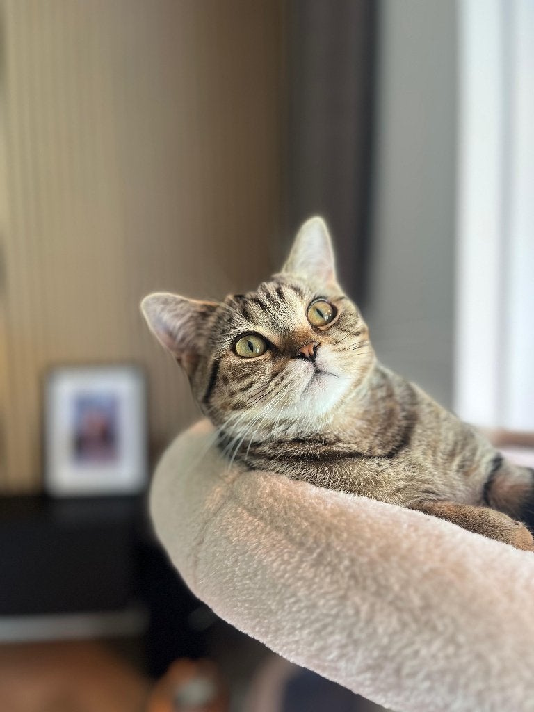 Gesteriliseerde, gechipte Britse Korthaar, 21 feb. '25, Poes, Gechipt, 0 tot 2 jaar