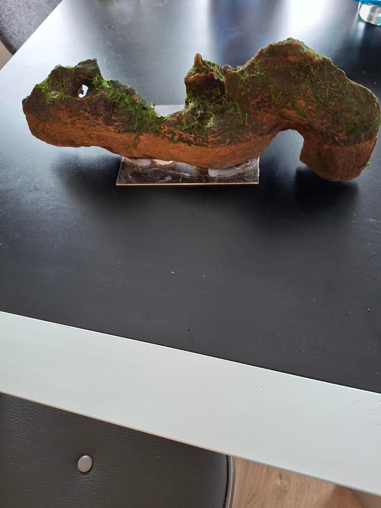Mooi stuk kienhout, Ophalen, Zo goed als nieuw, Plant(en), Steen of Hout