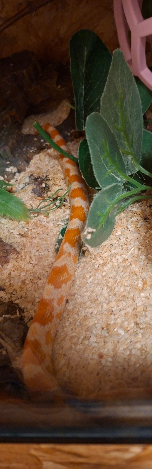 2 Rattenslangen Rat Snake photo 6
