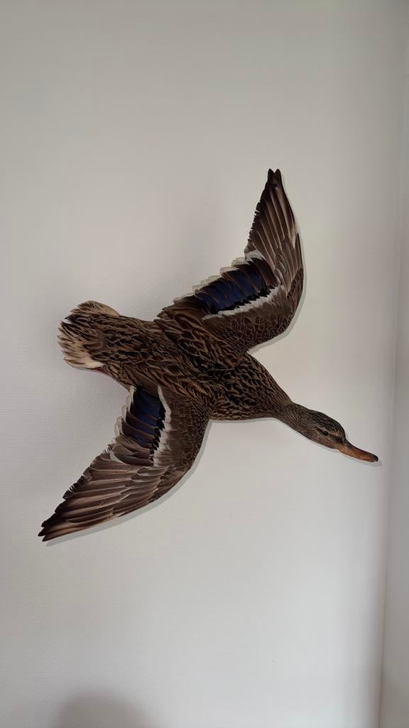 Vrouwtjeseend, taxidermy, Verzamelen, Ophalen of Verzenden, Zo goed als nieuw, Vogel, Opgezet dier