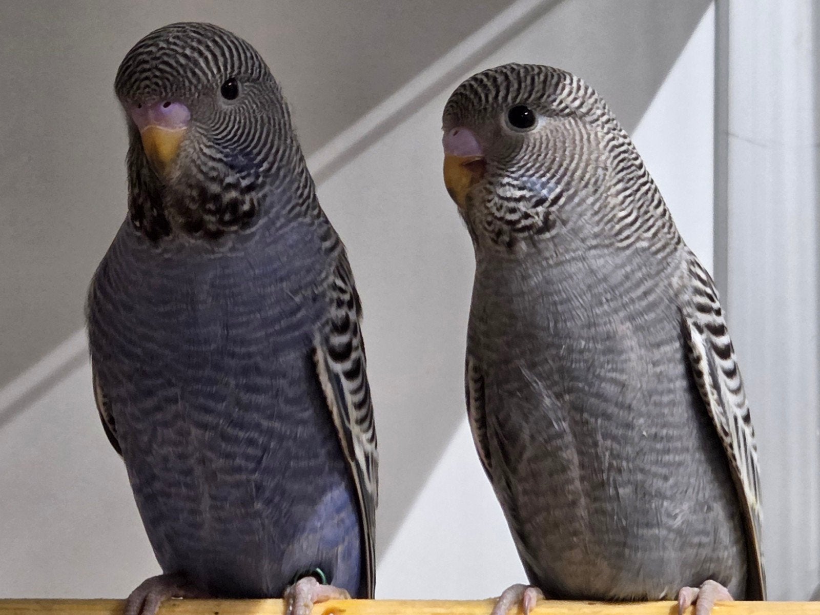 Blackface violet parkieten, Meerdere dieren, Geringd