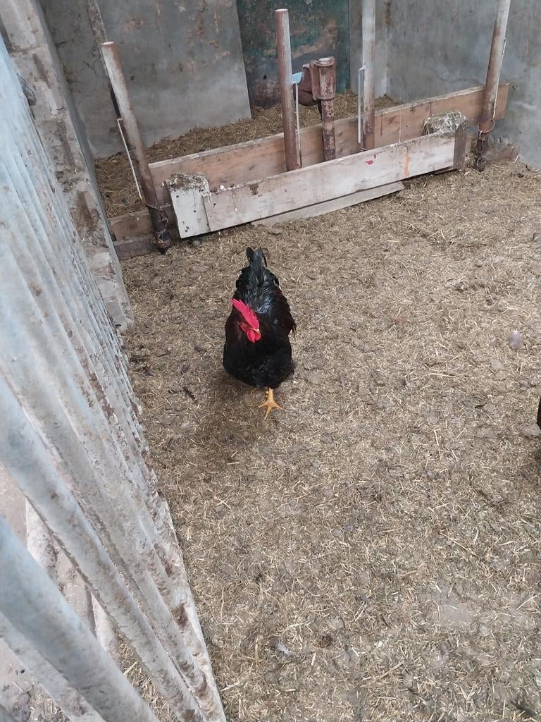 Rustige barnevelder haan op te halen, Dieren en Toebehoren, Mannelijk, Kip