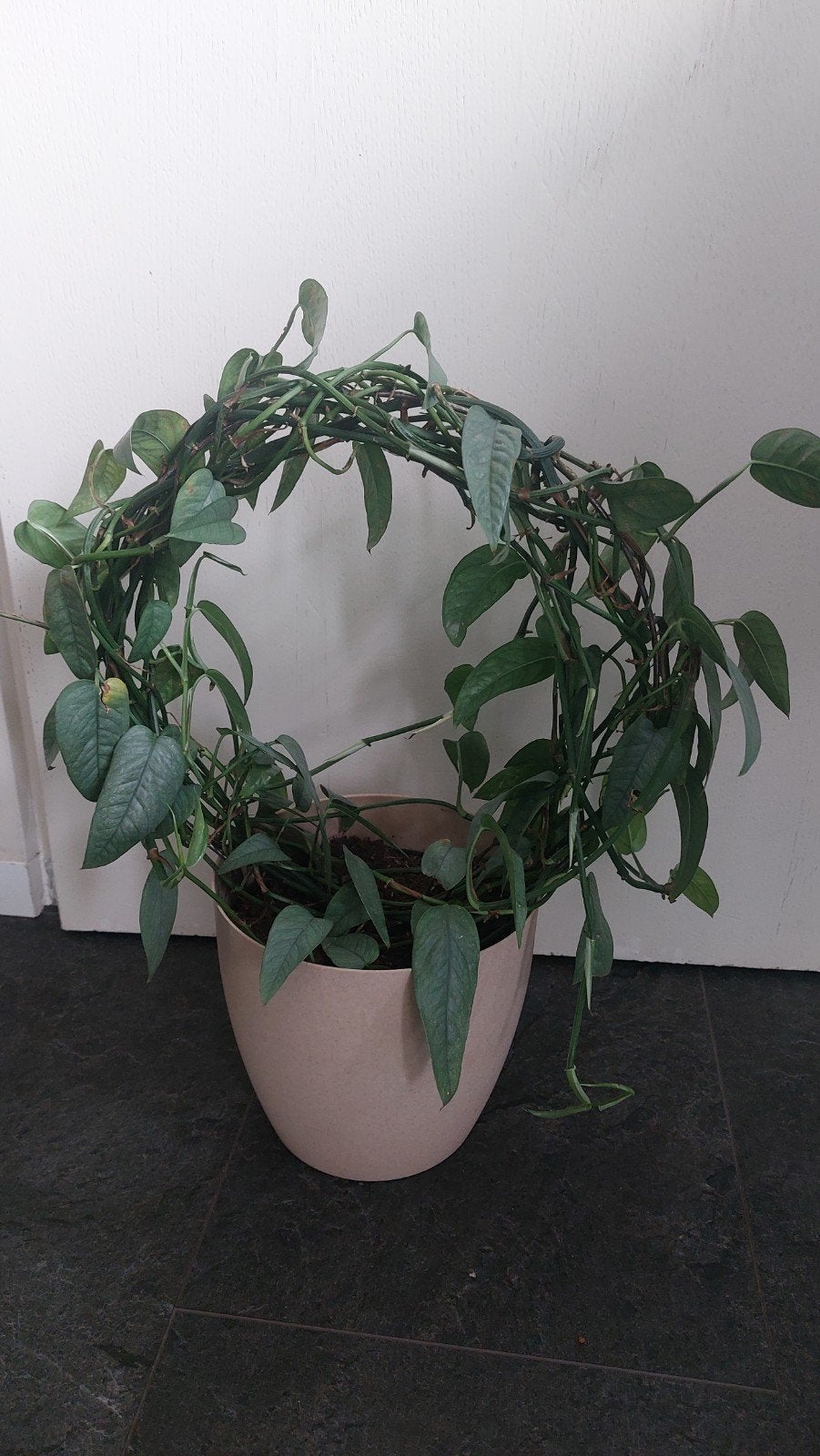 epipremnum cebu blue, Verzenden, Volle zon, Minder dan 100 cm