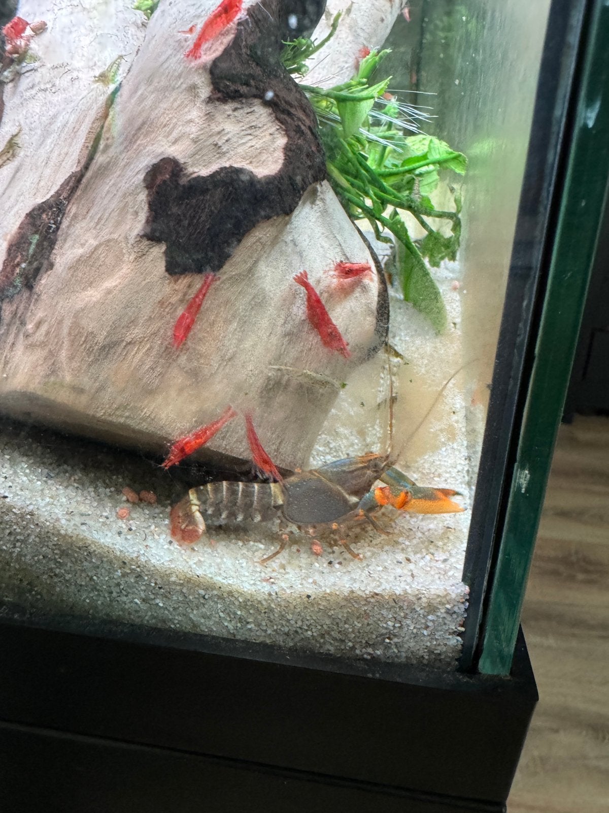 cherax kreeften, Vis