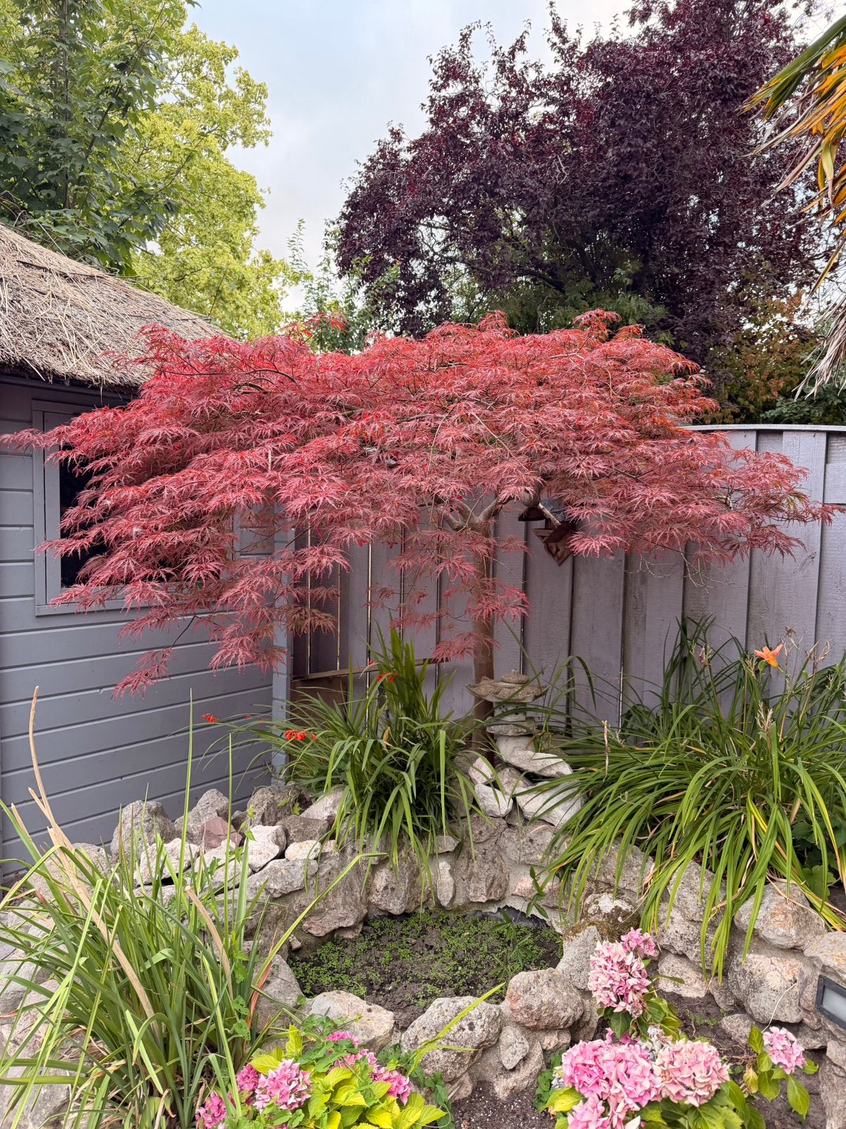 Japanse esdoorn (Acer palmatum dissectum), Tuin en Terras, Ophalen, Bloeit niet, Halfschaduw, Overige soorten