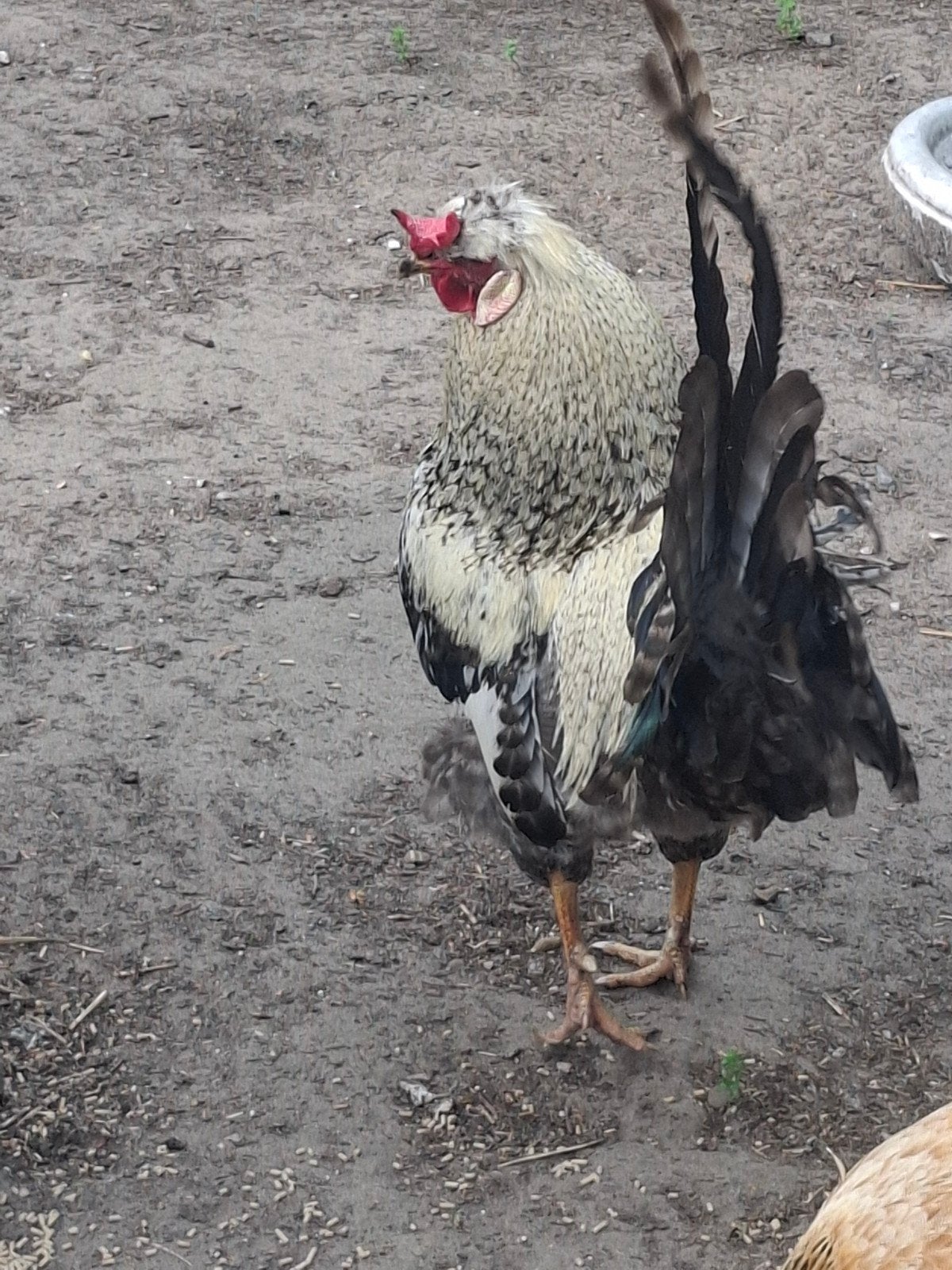 Haan, Dieren en Toebehoren