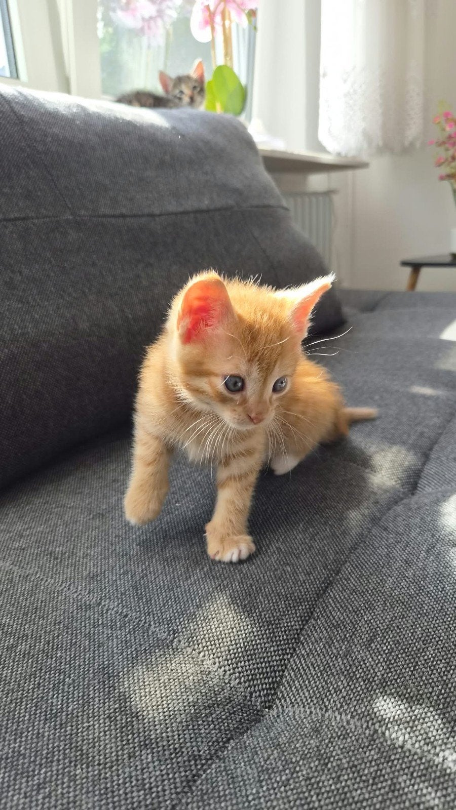moederpoes met 7 kittens-goed verzorgd, Meerdere dieren, Kortharig, 0 tot 2 jaar
