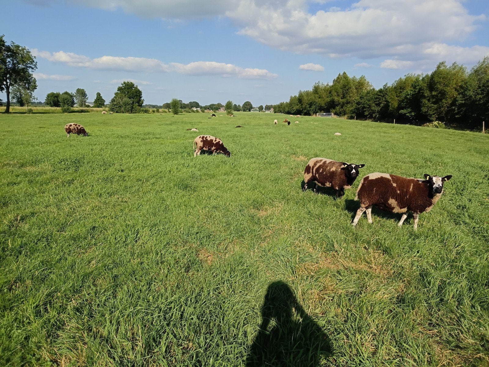 Mooie fokooien te koop, Dieren en Toebehoren