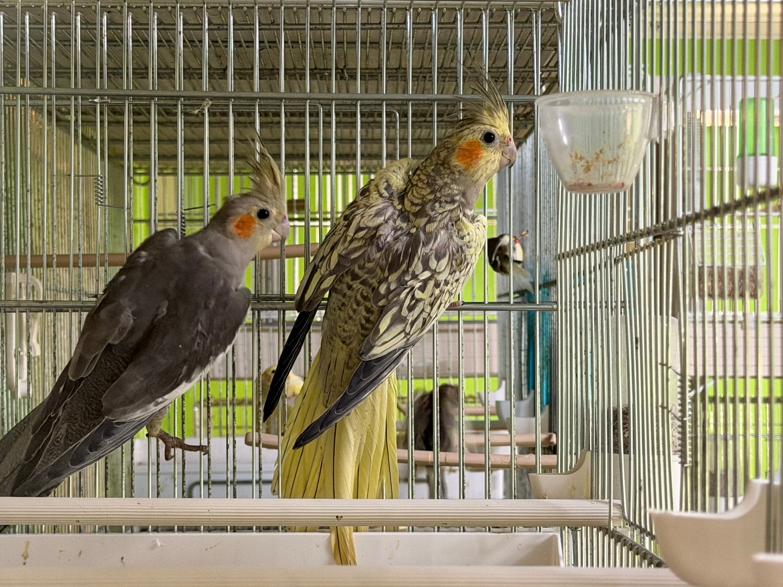 Super mooie Valkparkieten 2026 jong Vogels, Meerdere dieren, Parkiet