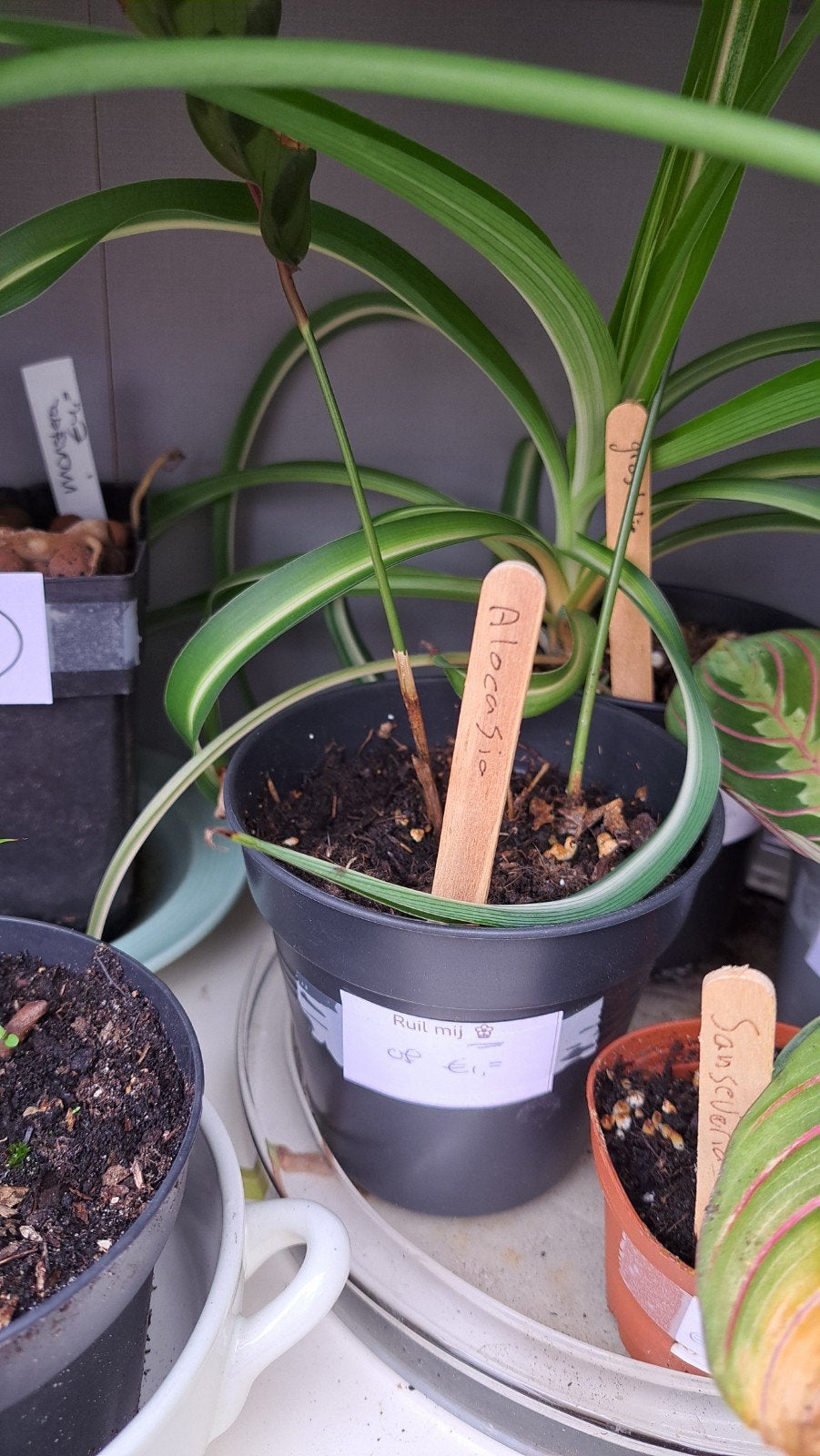 Alocasia, Ophalen, Halfschaduw, Minder dan 100 cm