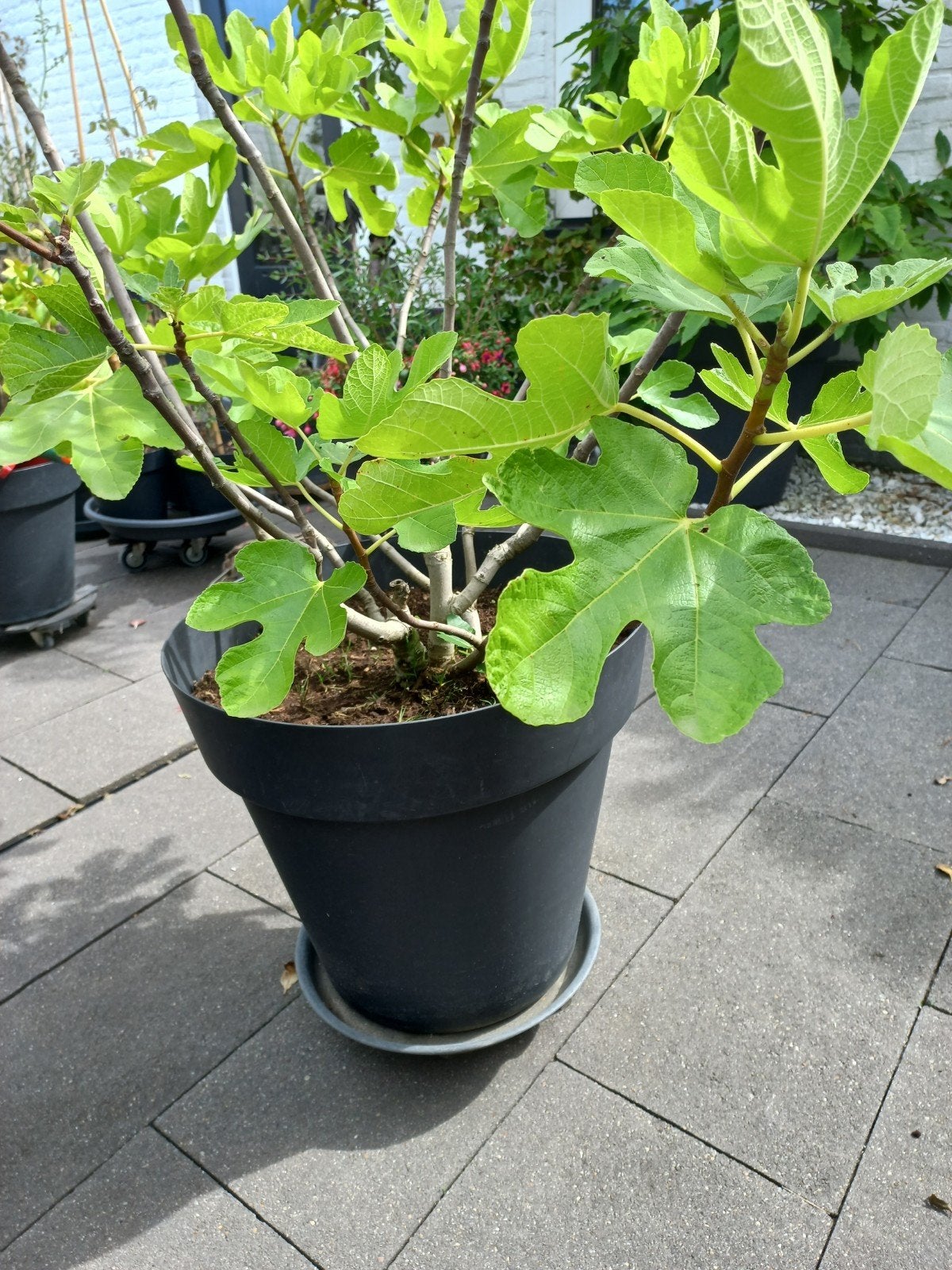 vijgenboom, Ophalen, Overige soorten, Volle zon
