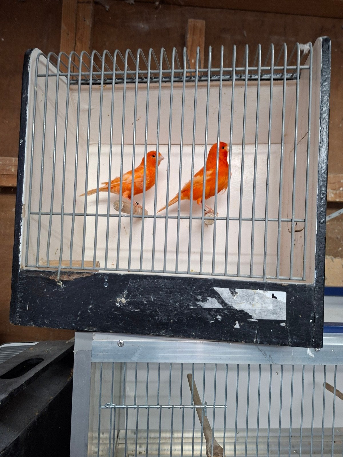 Koppel rode kanaries, Dieren en Toebehoren, Vogels | Kanaries, Meerdere dieren, Kleurkanarie