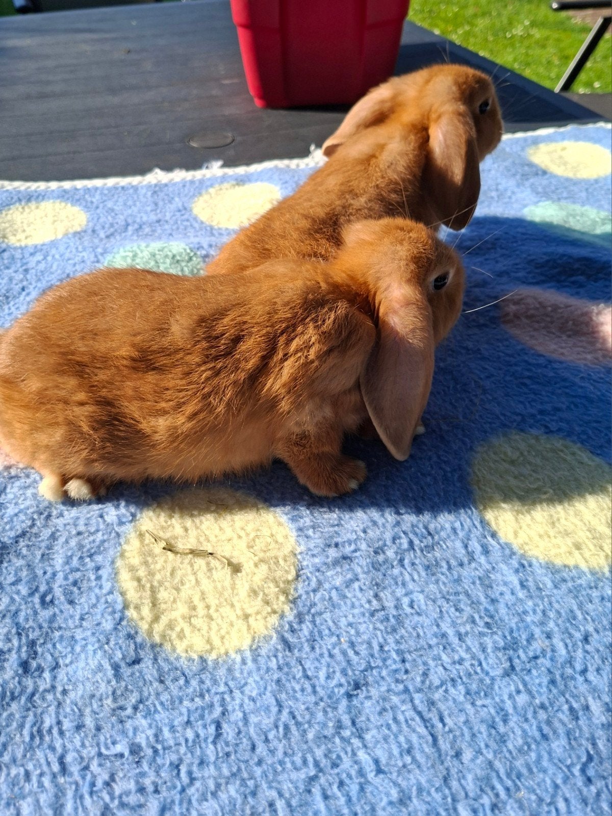 JONGE NHD KONIJNTJES, Dieren en Toebehoren, Mannelijk, Dwerg, Hangoor