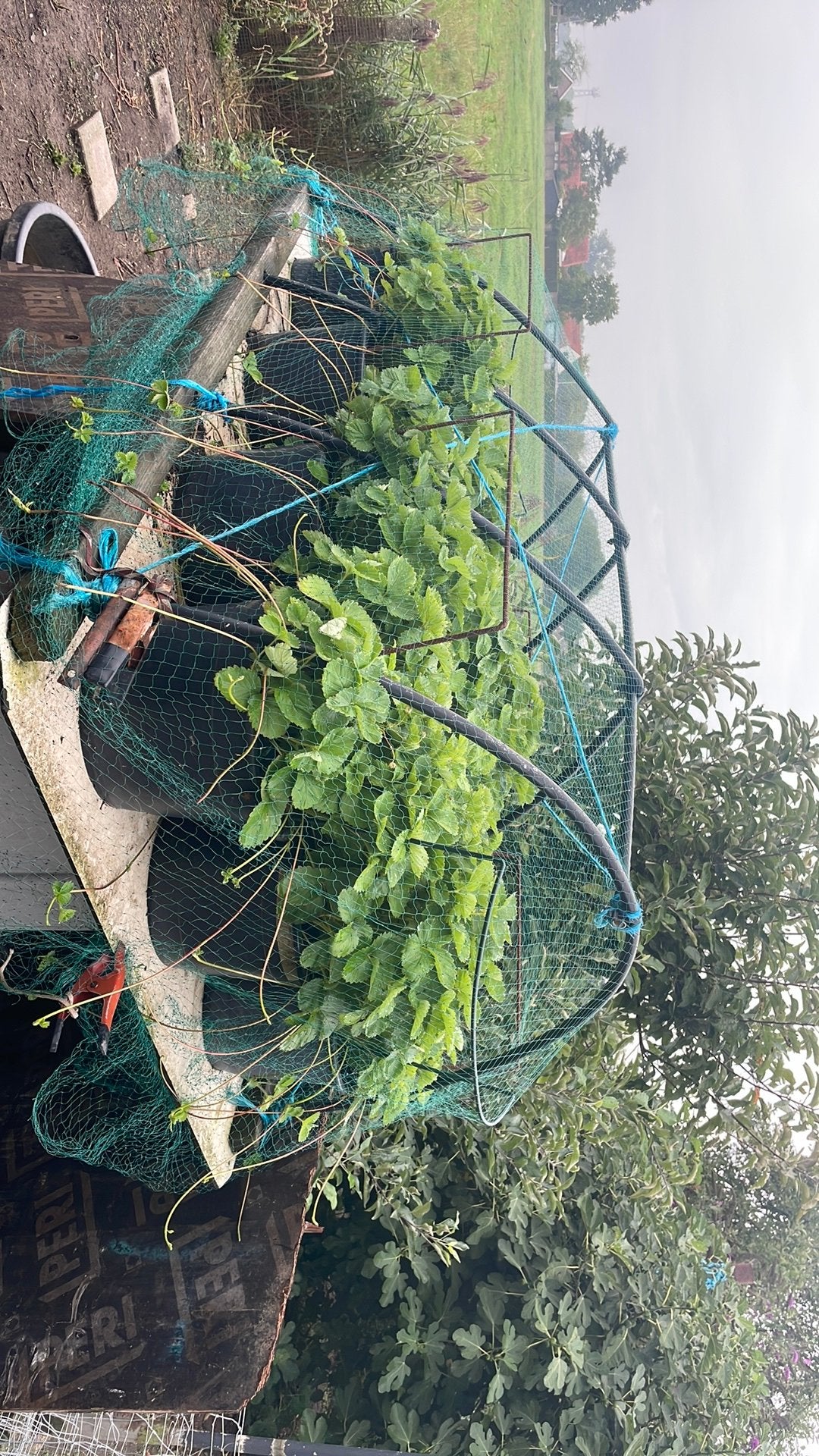 GRATIS  ; Aardbeien planten in pot, Ophalen, Zo goed als nieuw, IJzer