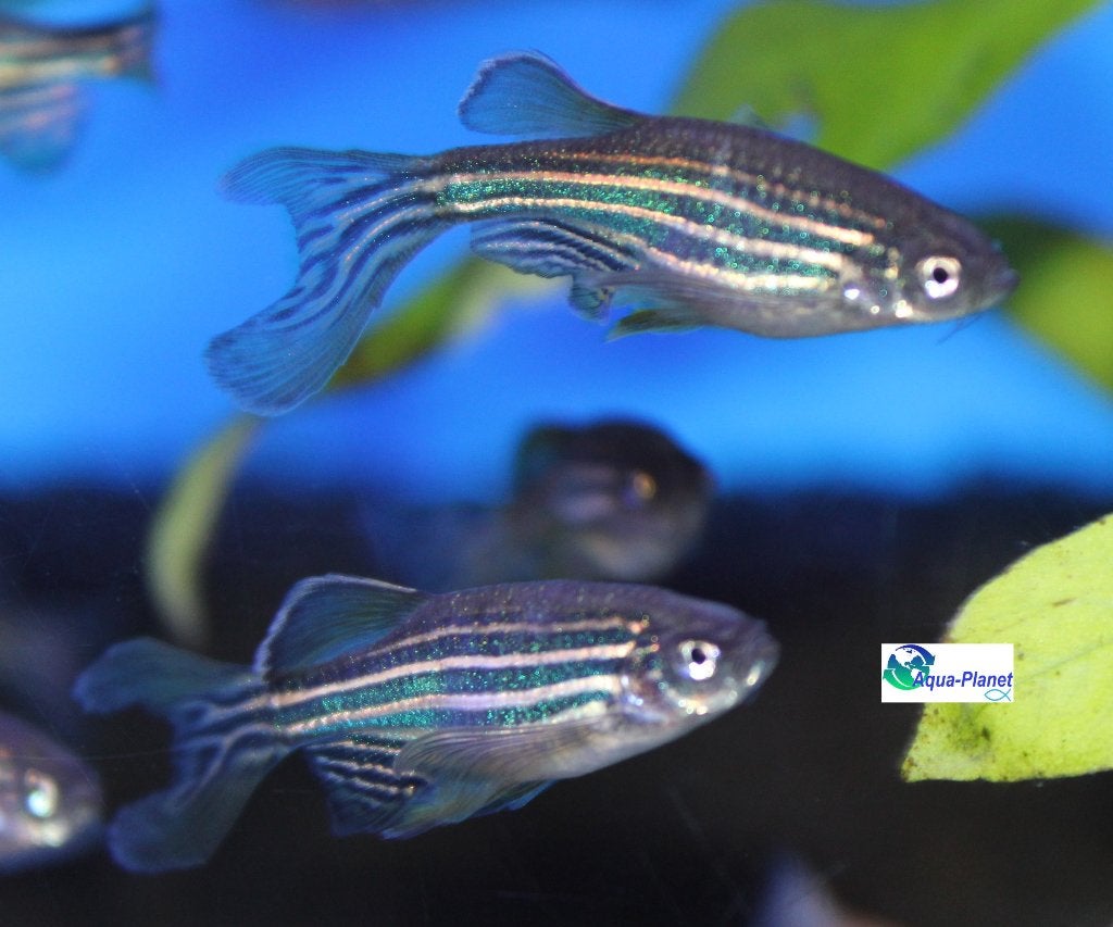 Zebra Danio "Longfin" (Juli Actie!!! €0,75 pst), Dieren en Toebehoren, Vissen | Aquariumvissen, Vis, Zoetwatervis, Schoolvis
