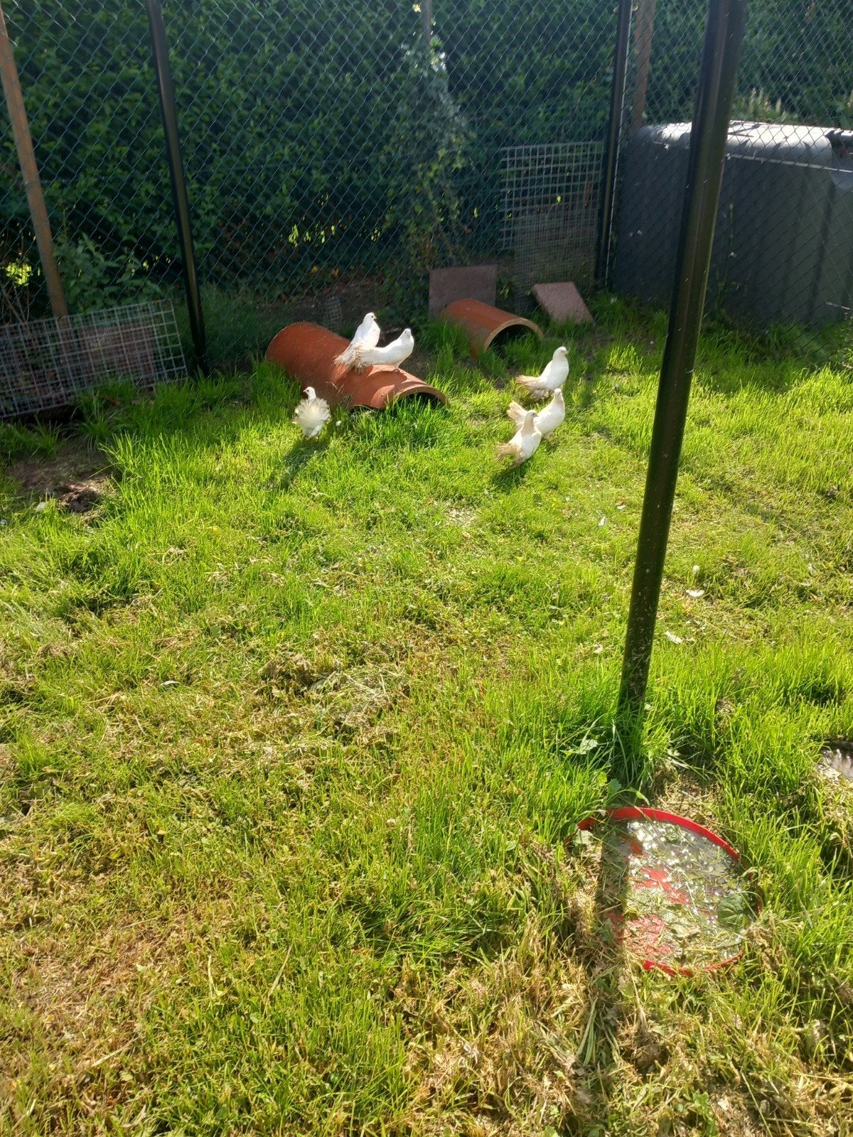 Duiven pauwenstaarten, Dieren en Toebehoren