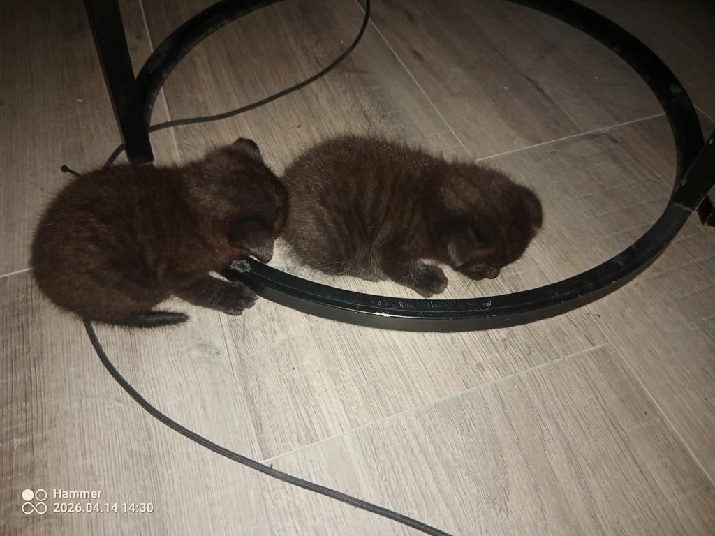 2 zwarte kittens, Dieren en Toebehoren, Katten en Kittens | Dekkaters