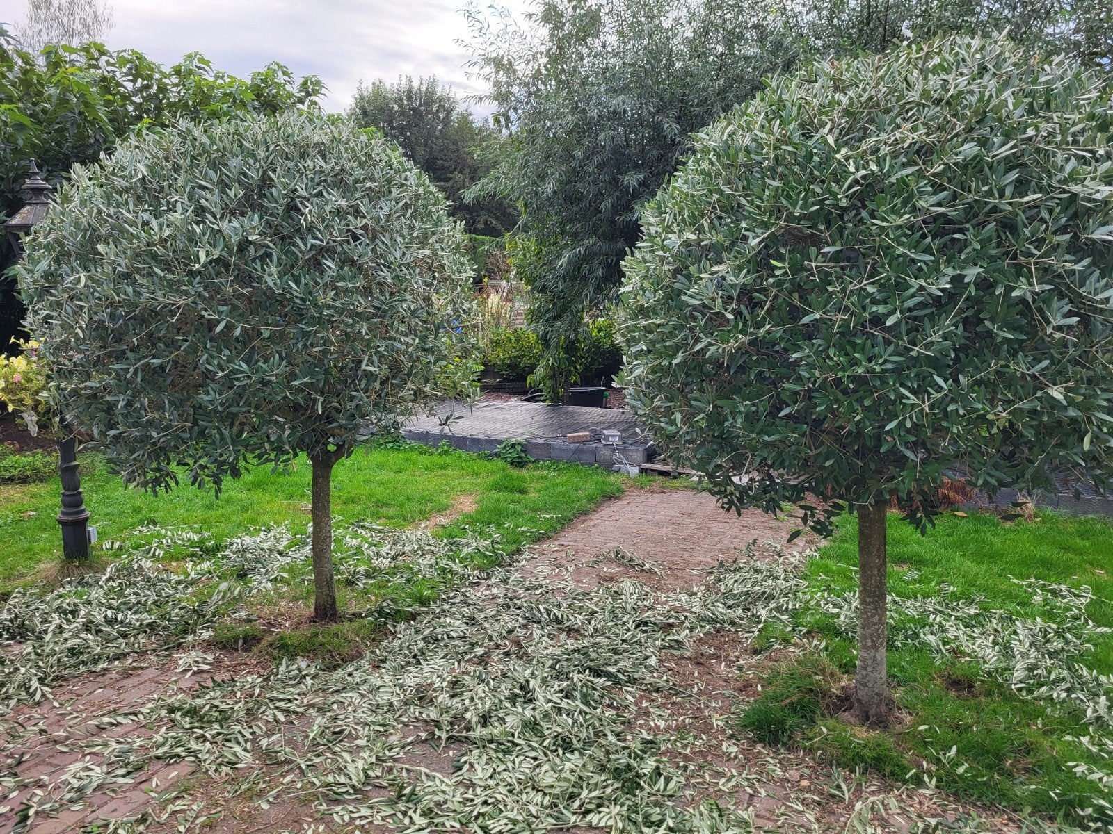 Olijftakken, takjes, Tuin en Terras, Ophalen of Verzenden, Volle zon, Overige soorten
