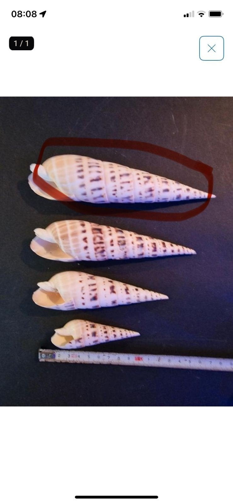 Terebra Macucata  schelpen nu 2,00 per stuk, Watersport en Boten, Ophalen of Verzenden, Overige typen