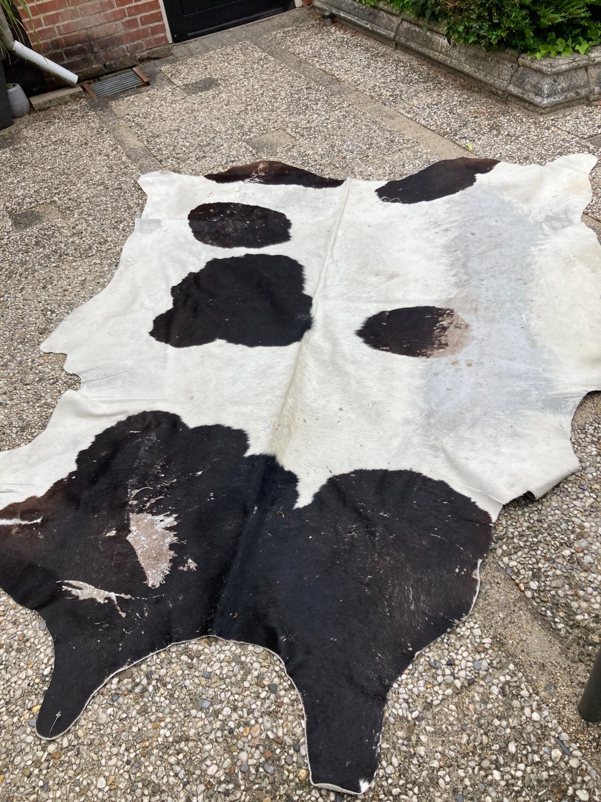 Koeienhuid, Ophalen, Gebruikt, 150 tot 200 cm, 150 tot 200 cm