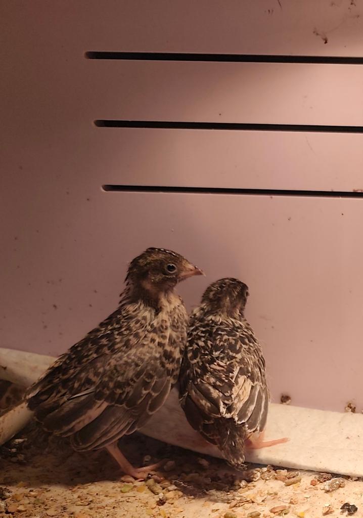 Kuikens Chinese Dwergkwartel, Meerdere dieren, Tropenvogel