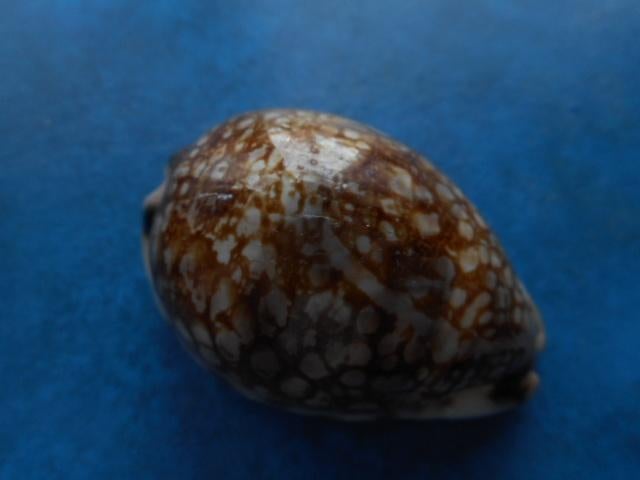 Schelpen: Cypraea histrio Gm  (onregelm. patr.) gem- 58,5mm, Verzamelen, Verzenden, Schelp(en)