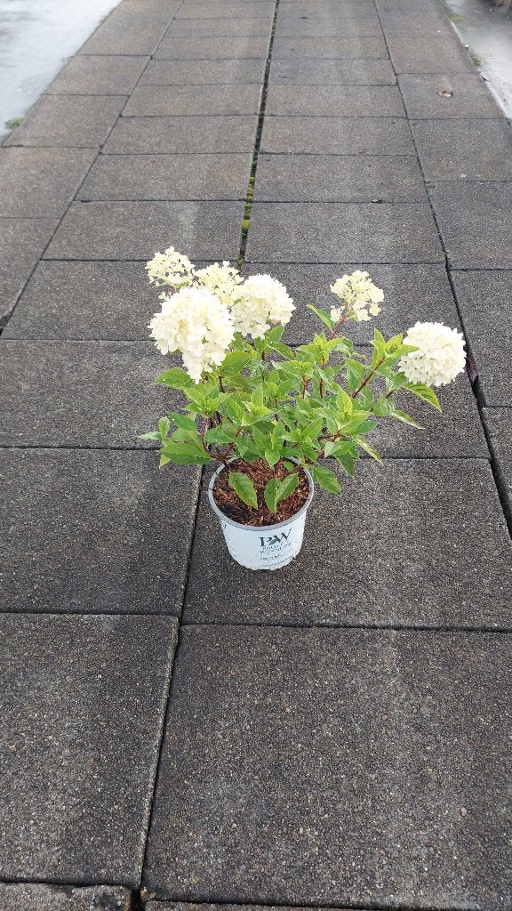pluimhortensia hydrangea pan little lime, Vaste plant, Halfschaduw, Zomer, Ophalen