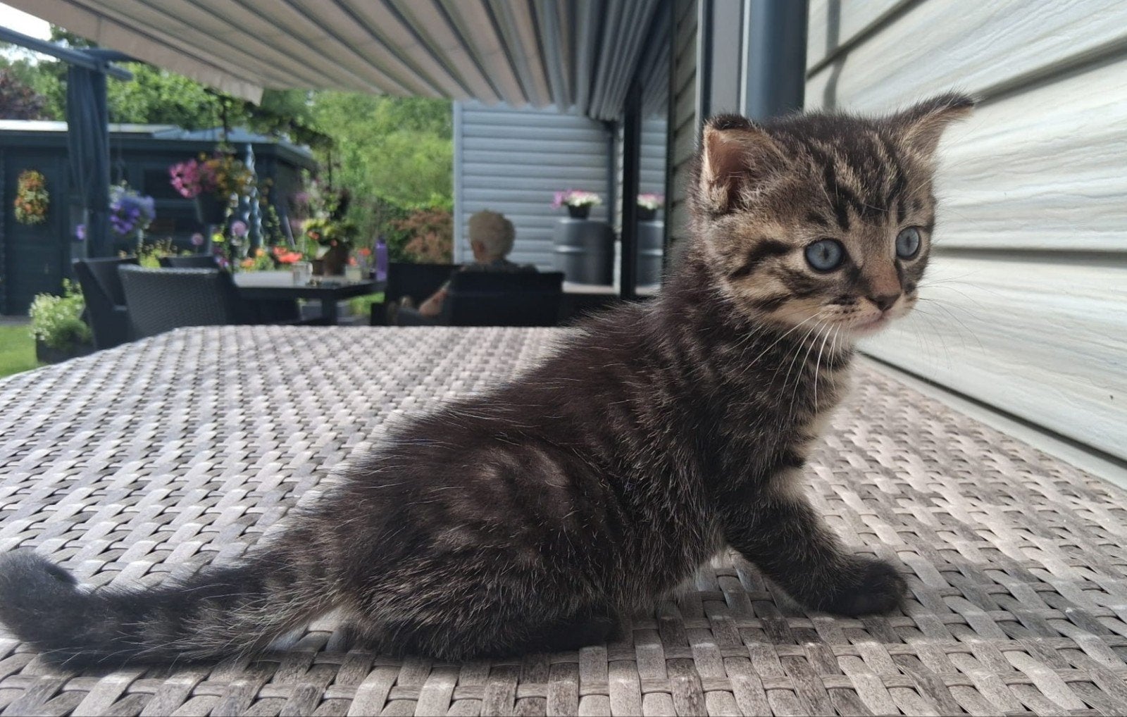 Twee mooie kittens moeder half Noorse boskat