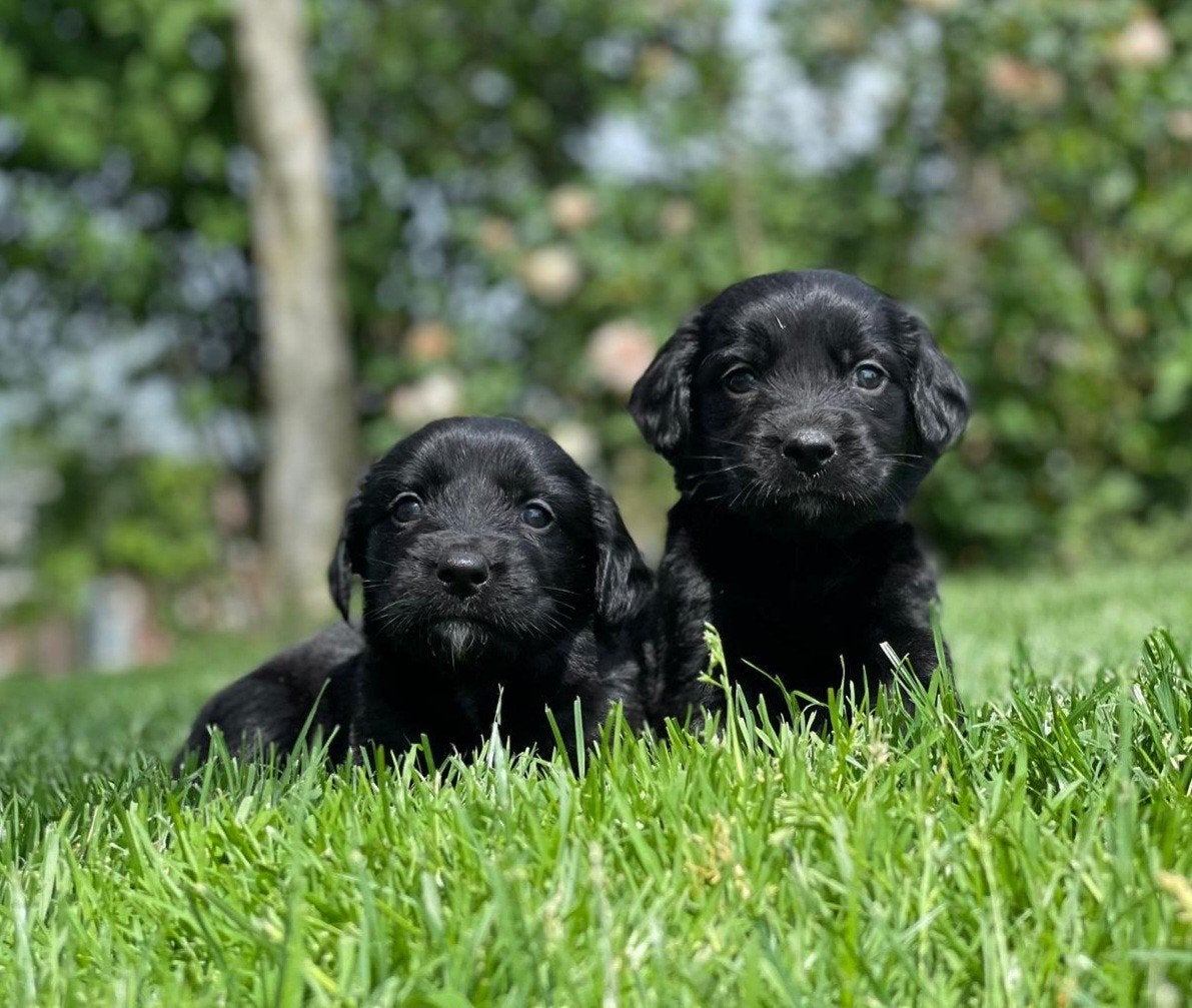 Golden Retriever pups x Friese Stabij pups uit stamboomlijn, Nederland, Overige rassen, 8 tot 15 weken, Meerdere