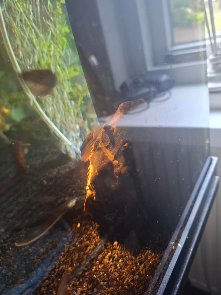 Leuke pleco algeneter, Ophalen