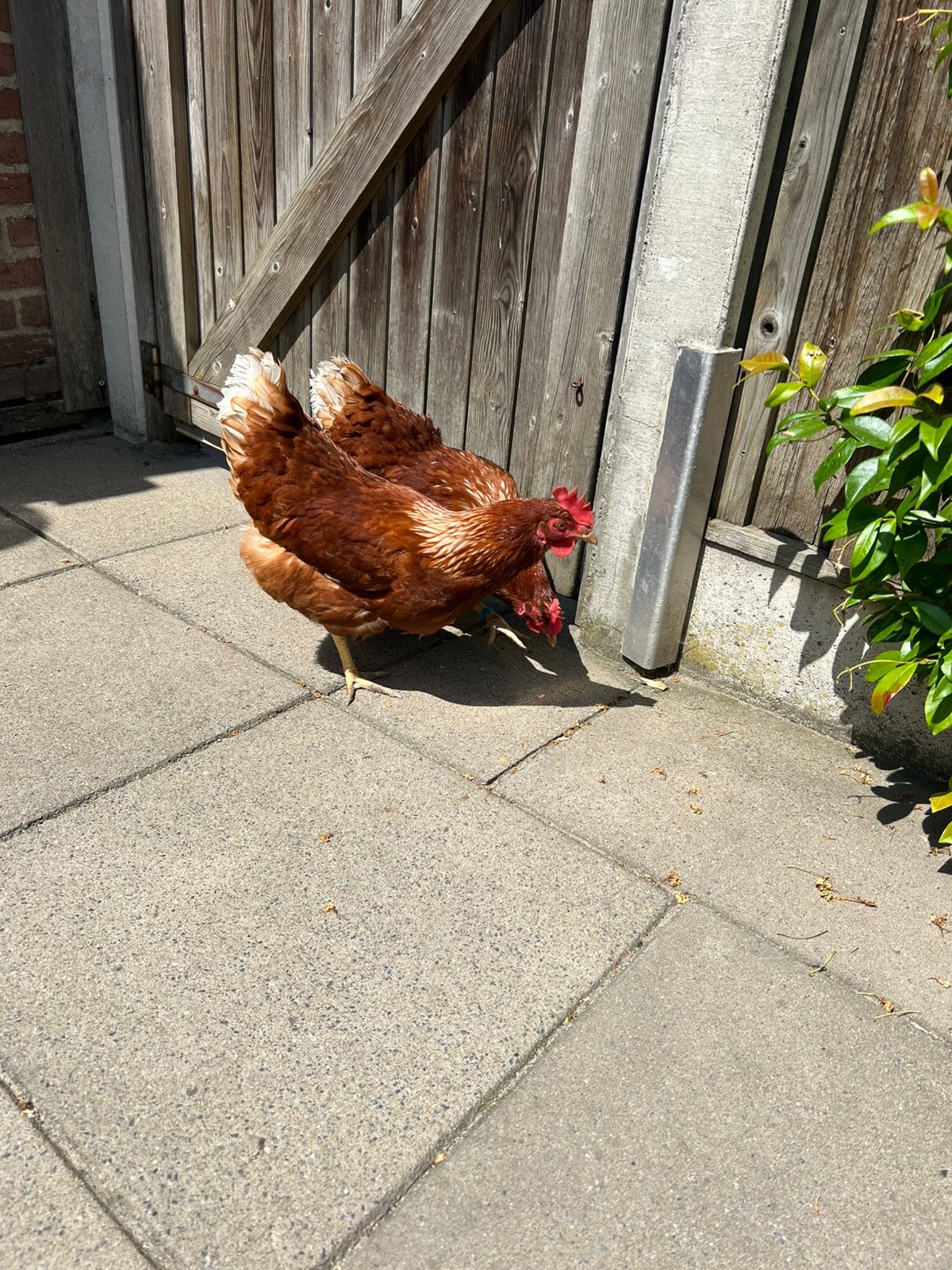 2 Stuks jonge legkippen, Dieren en Toebehoren, Pluimvee, Vrouwelijk, Kip