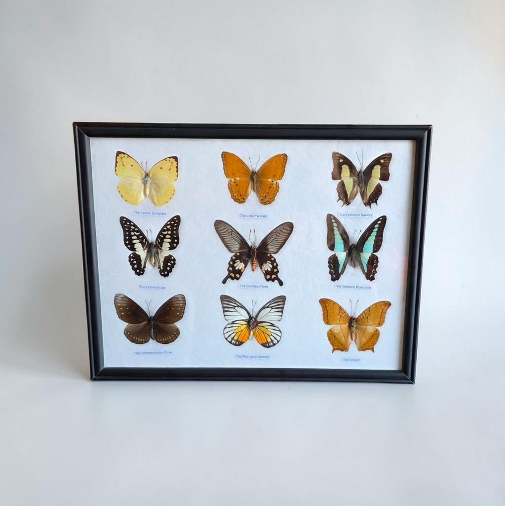 Prachtige vlinderlijst met 9 vlinders, Ophalen of Verzenden, Nieuw, Insect, Opgezet dier