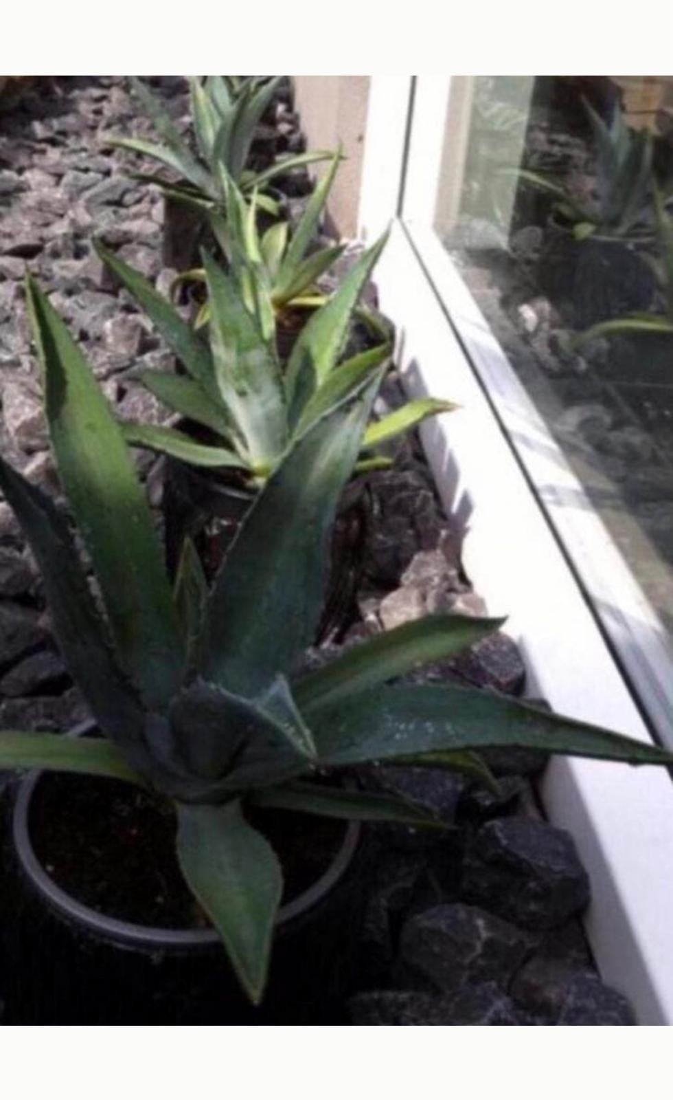 Mooie Blauwe Agave Nederlandse bio plantjes diverse maten, Tuin en Terras, Planten | Tuinplanten, Overige soorten, Volle zon, Vaste plant