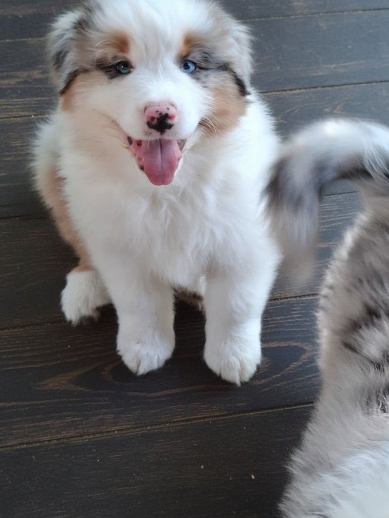 Mooie raszuivere Australian Shepherd pups., Parvo, 8 tot 15 weken, Meerdere, Meerdere dieren