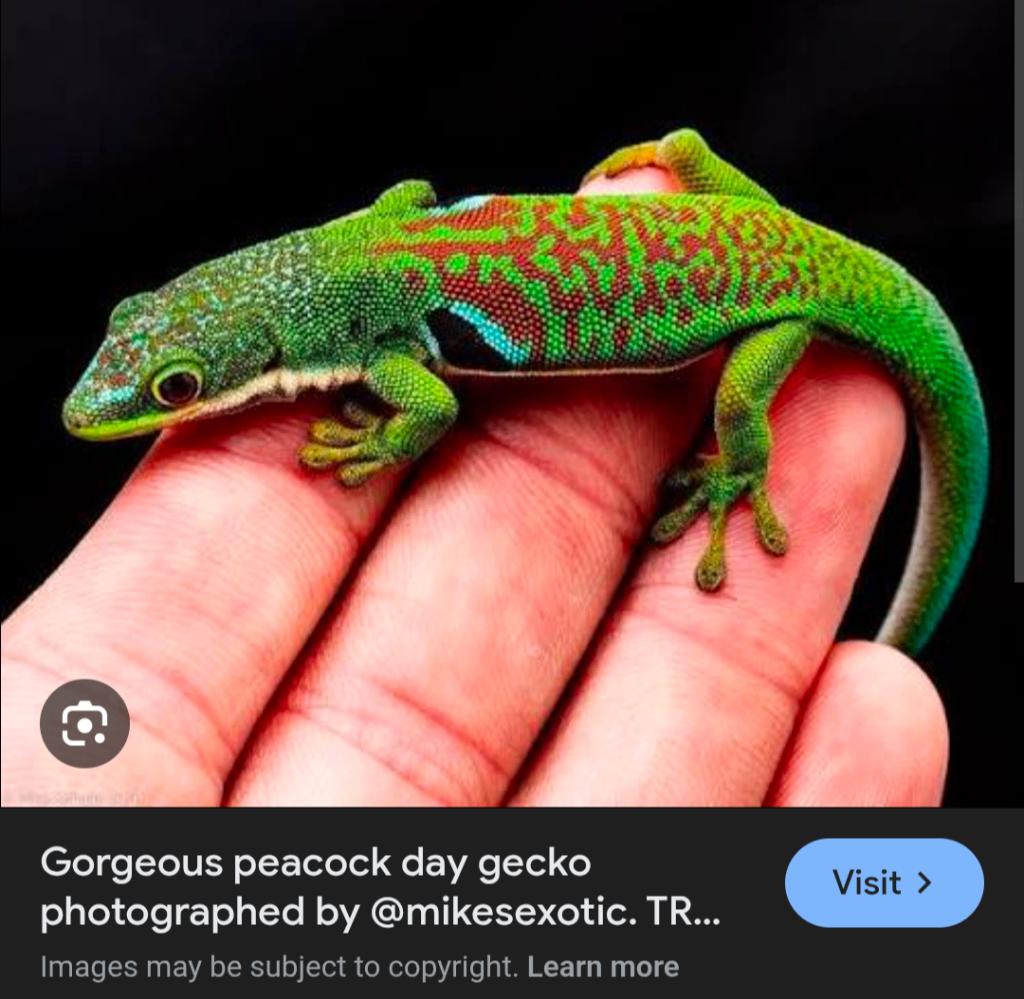 Phelsuma quadriocellata gezocht, Hagedis, 0 tot 2 jaar