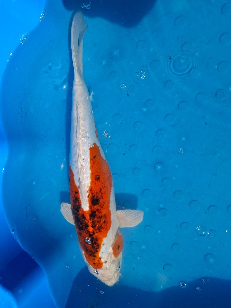Sanke Metallic kweker Kase (Japanse koi), Karper of Koi