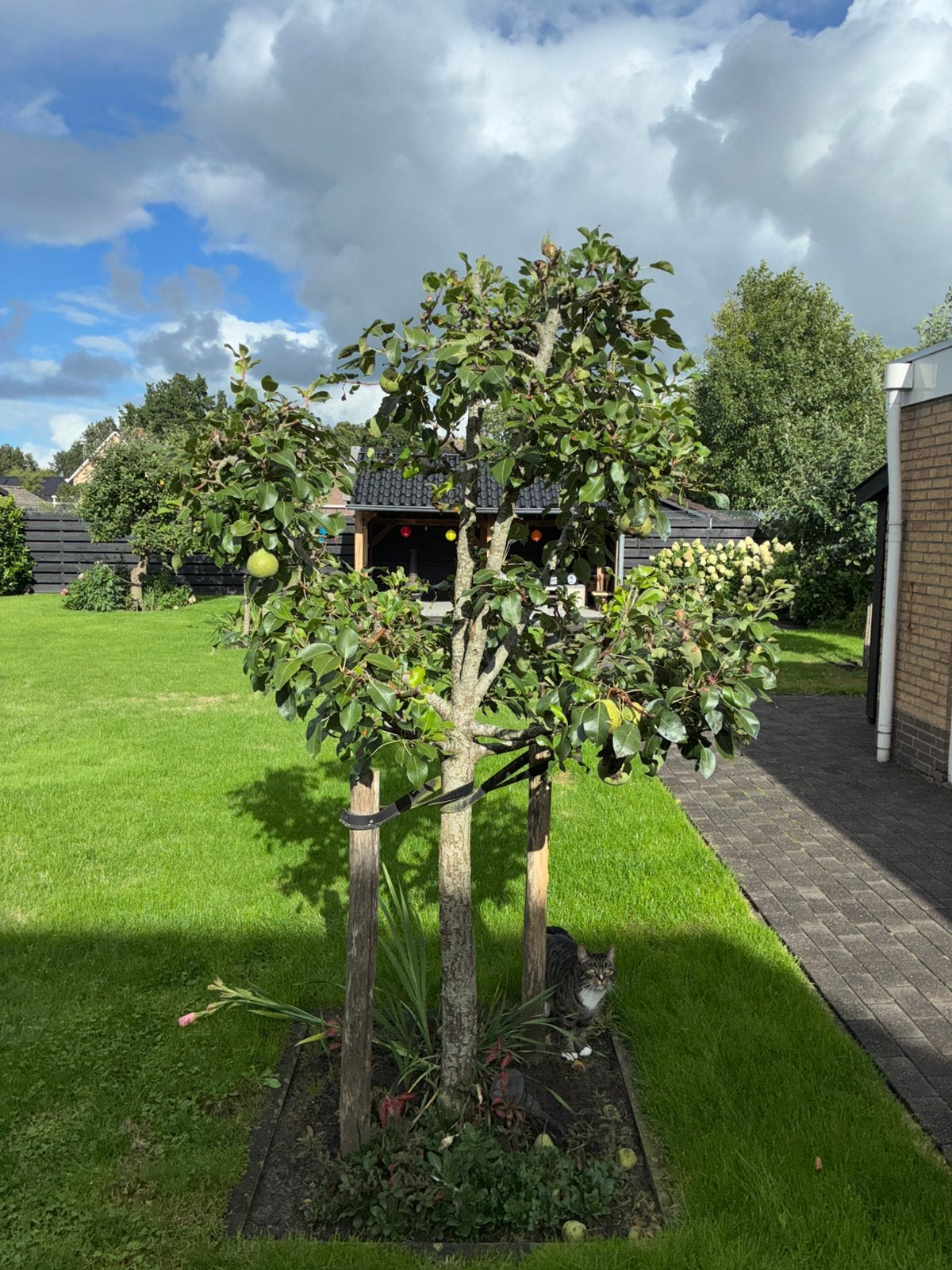 Oud ras stoof perenboom, Tuin en Terras, Planten | Bomen, Ophalen, Volle zon, Overige soorten