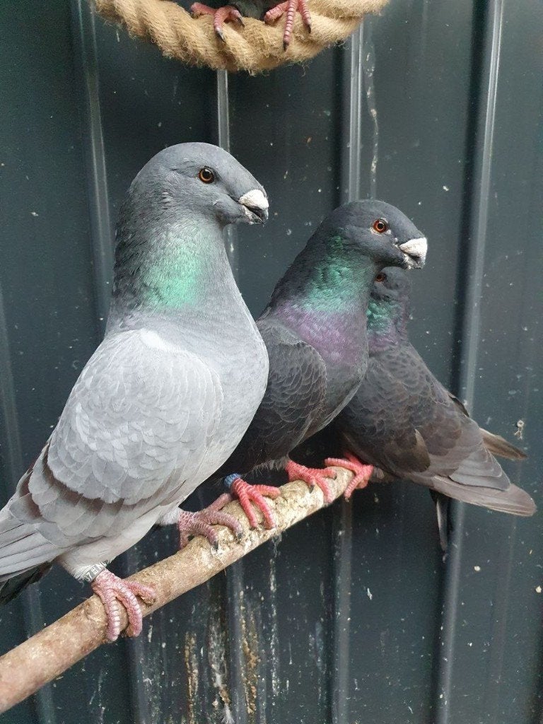 Show racer duiven, Meerdere dieren, Overige soorten