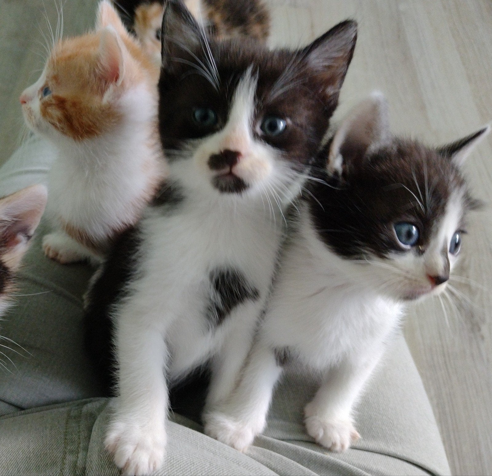 kittens zindelijk ingeënt gechipt ontvlooid ontwormd, Dieren en Toebehoren, Meerdere dieren, Kortharig, 0 tot 2 jaar