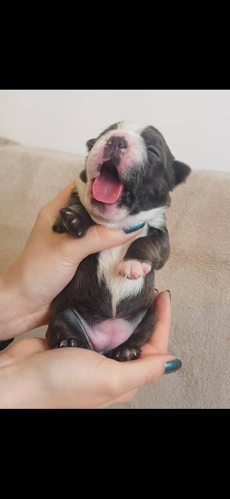 Nog maar 3 mooie Boston terriër pups alle kleuren !, Overige rassen, 8 tot 15 weken, Parvo, Meerdere dieren