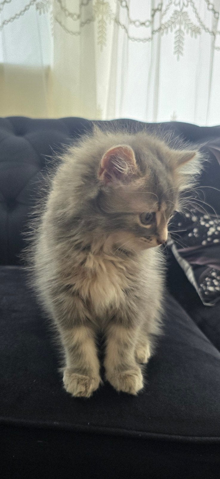 Prachtige,super lieve kruising kitten (Persx Brits Korthaar), Dieren en Toebehoren, Poes, Langharig, 0 tot 2 jaar
