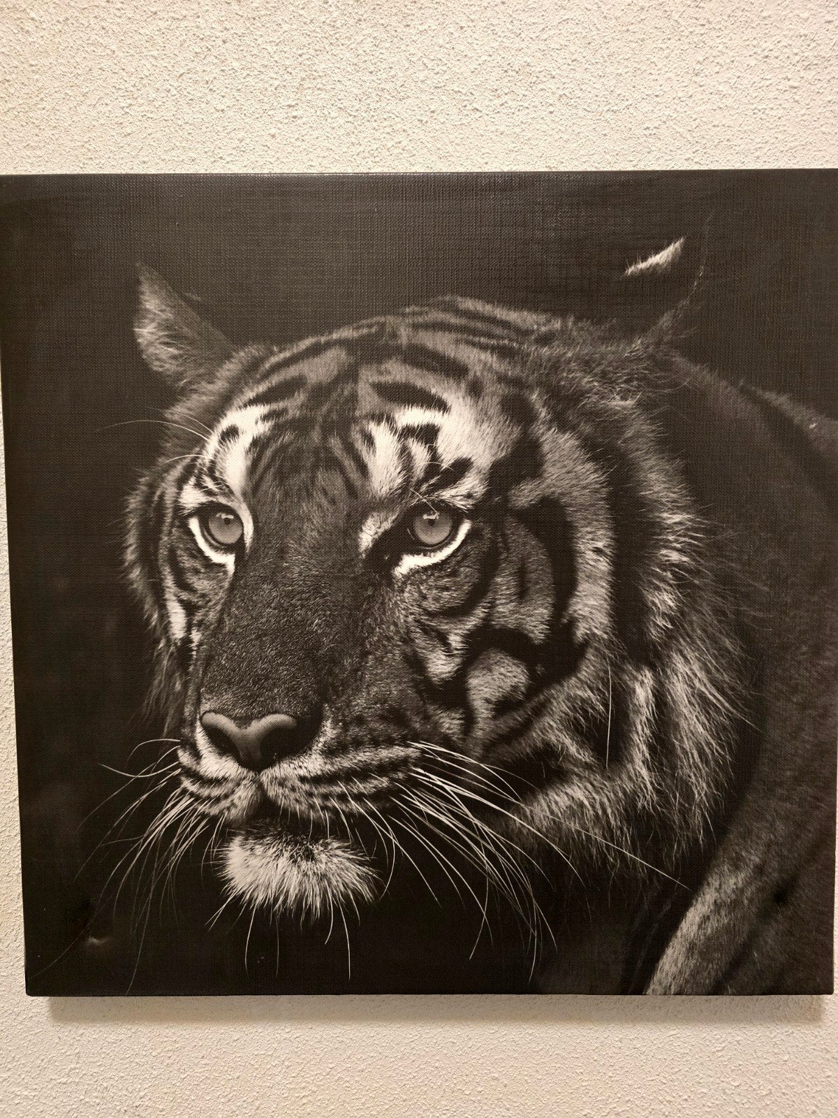 Schilderij Zwart-Wit Tijger Canvas, Ophalen of Verzenden