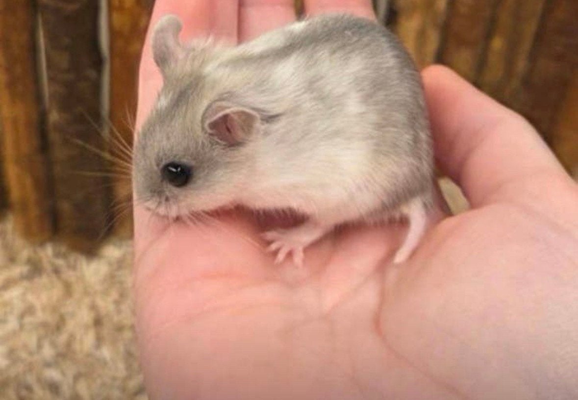 Mila, lief Chinees dwerghamstertje zoekt huisje, Dieren en Toebehoren, Knaagdieren, Hamster, Maart, Vrouwelijk, Tam